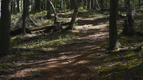 Sunlight coming through a dense evergreen forest creates moving patterns Stock Footage 155394592