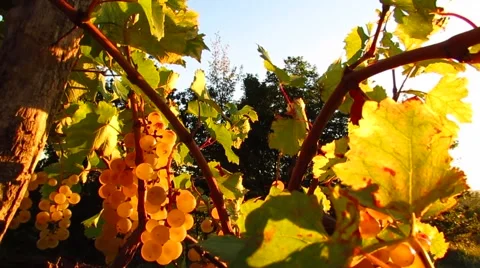 Sunlight coming through grapes in vineyard Stock Footage 47583399