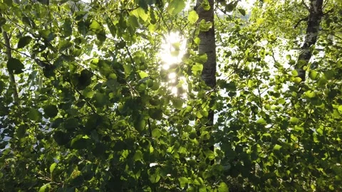 Sunlight coming through the green leaves Stock-Footage 159789322