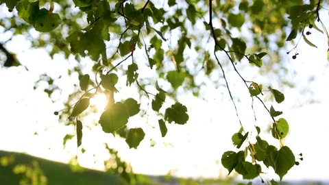 Sunlight coming through leaves, romantic spring Stock Footage 125248141