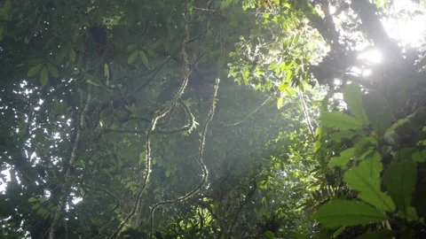 Sunlight coming through plants in dense jungle in Sumatra, Indonesia Stock Footage 132355616