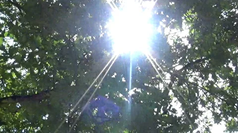 Sunlight coming throught the trees Stock Footage 92843511