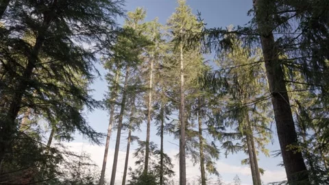 Sunlight on Conifer trees in a forest plantation, Britain, UK Stock Footage 320966882