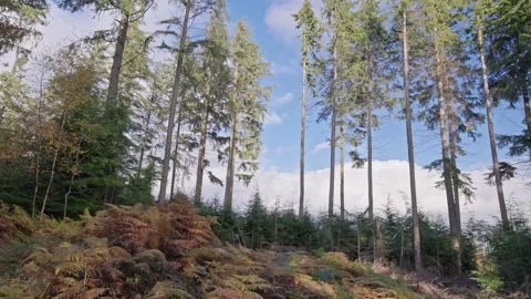 Sunlight on Conifer trees in a forest plantation, Britain, UK Video stock 320966907