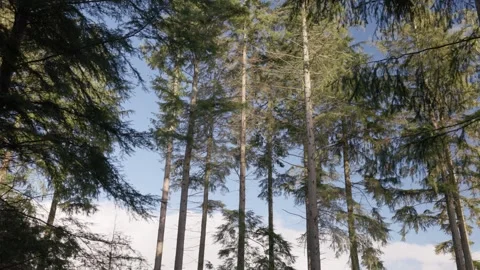 Sunlight on Conifer trees in a forest plantation, Britain, UK Stock Footage 320967136