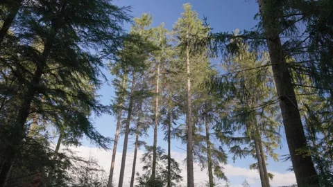 Sunlight on Conifer trees in a forest plantation, Britain, UK Stock Footage 321025540