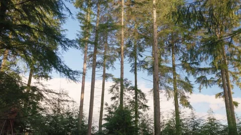 Sunlight on Conifer trees in a forest plantation, Britain, UK Stock Footage 321026394