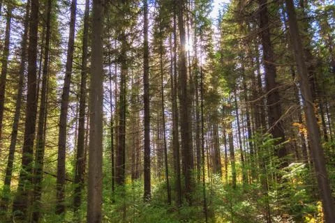 Sunlight in the coniferous forest Stock Photos