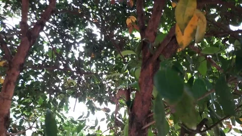 Sunlight in the cracks of the leaves Stock Footage 221014400