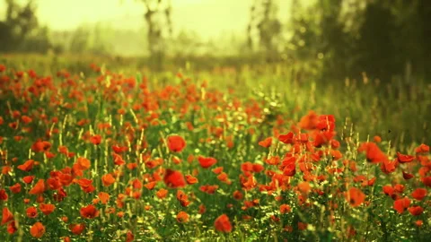 Sunlight creates dramatic shadows on vintage industrial street scene Stock Footage 331397837