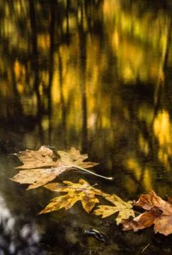 Sunlight creates golden Fall Colors Stock Photos
