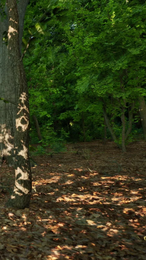 Sunlight creates patterns on tree trunk in forest during daytime hours Stock Footage 340630656