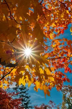 Sunlight creates a sunburst in the maple tree leaves in their fall splendor. Stock Photos