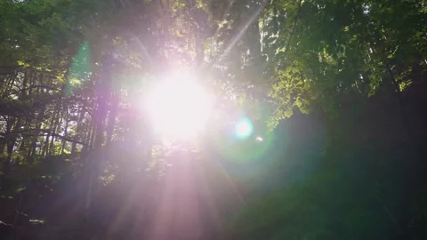 Sunlight creating beautiful light rays through lush green forest canopy in .. Stock Footage 334996202
