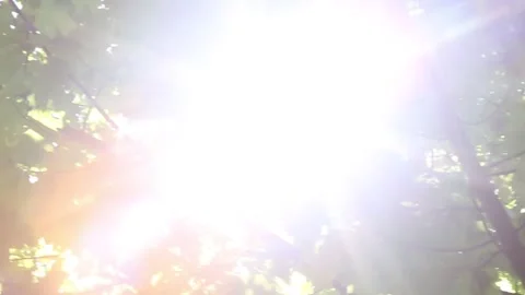 Sunlight creating ethereal lens flares through vibrant maple foliage Stock Footage 308828673