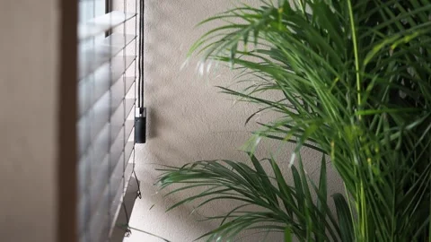 Sunlight creating shadows on indoor plant while automatic blinds moving up .. Stock Footage 332882809