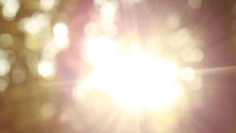 Sunlight in the crown of a tree Stock Footage 84196273