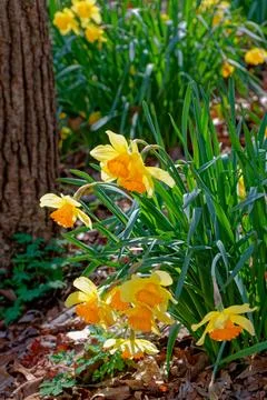 Sunlight on the daffodils Stock Photos