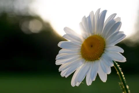 Sunlight Daisy Bright Stock Photos