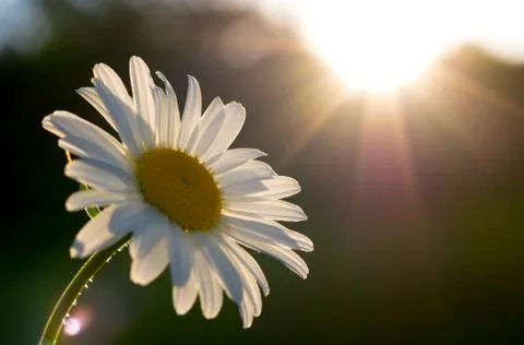 Sunlight Daisy Bright 写真素材