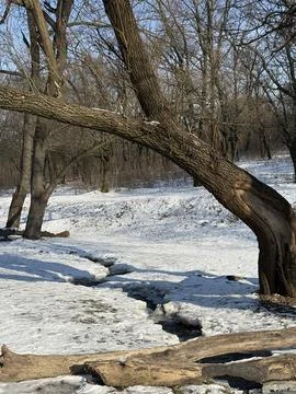 A Sunlight Dance Through Trees Foto stock