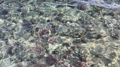 Sunlight dances on crystal clear shallow water revealing vibrant corals and sea  Stock Footage 310534669