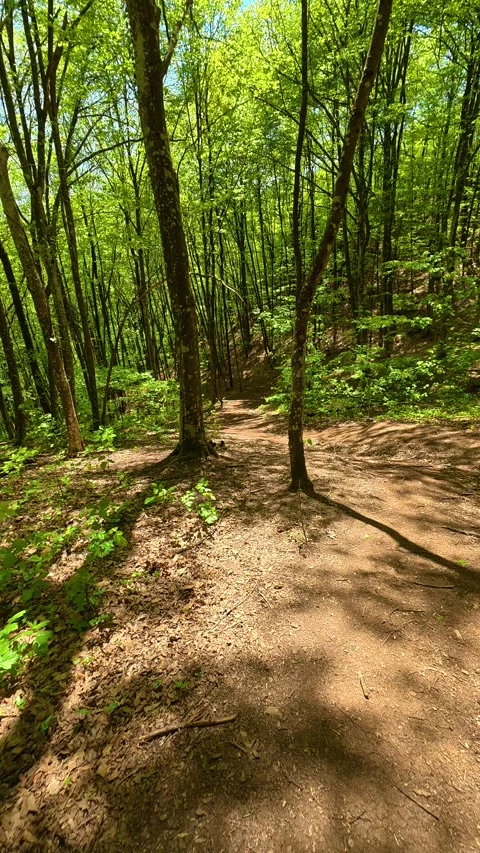Sunlight dances on earthy forest trails. Ovcar Kablar Gorge, Serbia. Vertical Vidéo 334225599