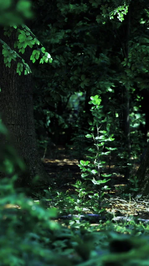 Sunlight dances on leaves in a serene forest of lush greenery Stock Footage 331696516