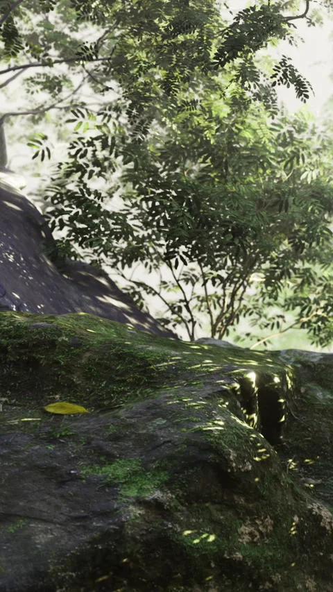 Sunlight dances on mossy rocks in a tranquil forest scene Stock Footage 335451347