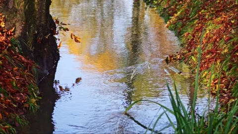 Sunlight dances on a stream with a forest reflection, underwater plants mov.. Video stock 256213250