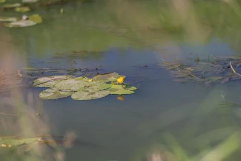 Sunlight dances on the surface of a serene pond adorned with lively yellow wa Stock Photos