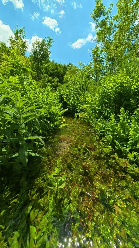 Sunlight dances through emerald trees. Vrmdza Lake, Serbia. Vertical Vídeos de archivo 338029320