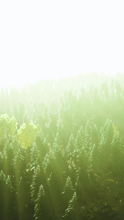 Sunlight dances through lush green trees in a serene forest setting Stock Footage 334207925