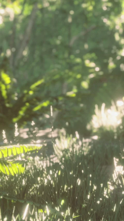 Sunlight dances through lush greenery in a serene forest scene Stock Footage 334244995