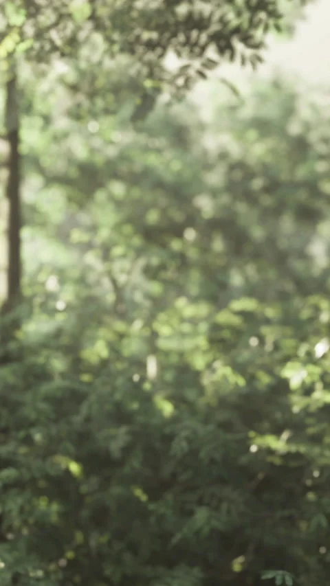 Sunlight dances through lush leaves in a tranquil forest scene 库存影片 334254090
