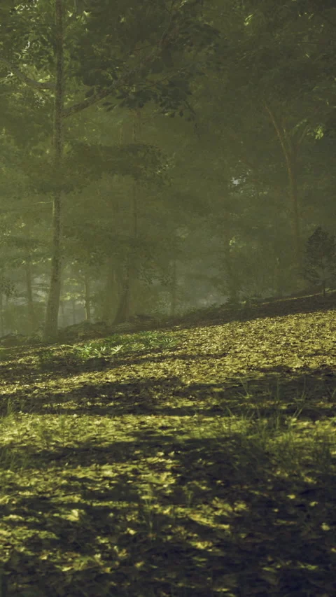 Sunlight dances through lush trees in a tranquil forest setting Stock Footage 341398317