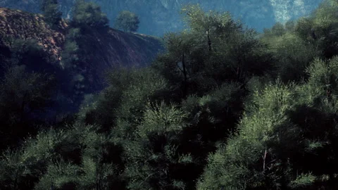 Sunlight Dances Through Olive Trees in a Serene Mountainside Landscape Stock Footage 344547789
