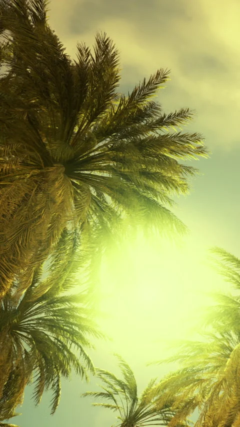 Sunlight dances through palm leaves in a tropical paradise at sunset Видео 332201820