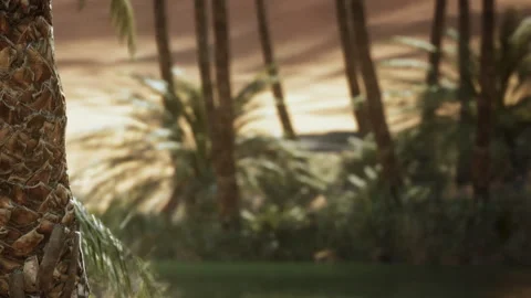 Sunlight Dances Through Palm Leaves Near a Tranquil Oasis in the Desert 스톡 동영상 344824137