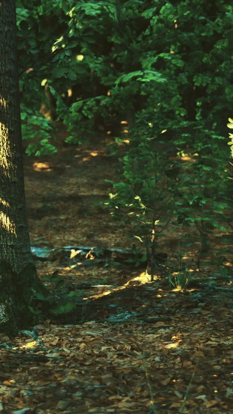 Sunlight dances through the trees in a serene forest scene during golden hour Stock Footage 331695795