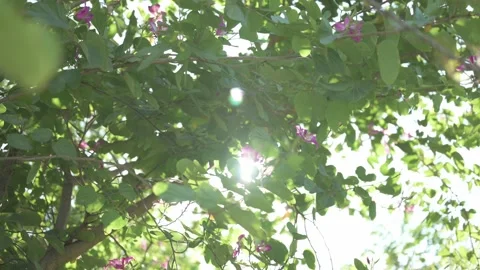 Sunlight, dances through the vibrant green leaves of sum Stock Footage 294086235