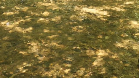 Sunlight Dancing Across Clear Flowing Creek with Natural Ambient Audio Stock Footage 340631925