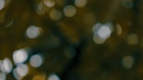 Sunlight Dancing Among Green Leaves Beautiful Bokeh Stock-Footage 150259788