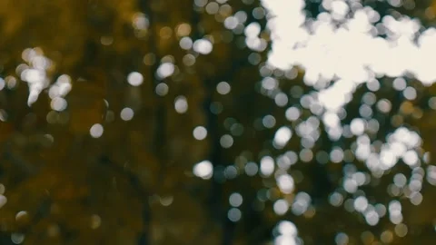 Sunlight Dancing Among Green Leaves Beautiful Bokeh Stock-Footage 150259791