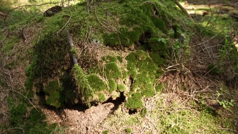 Sunlight Dancing on Mossy Rock with Spider Web in Forest Stock Footage 283917490