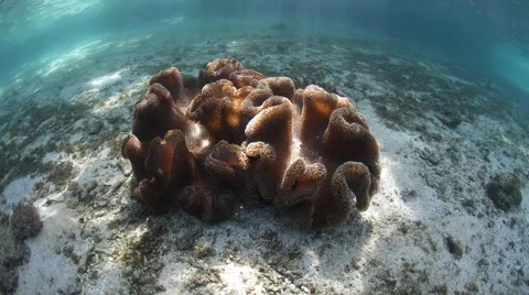 Sunlight Dancing Over Soft Corals in Shallows 動画素材 62925388