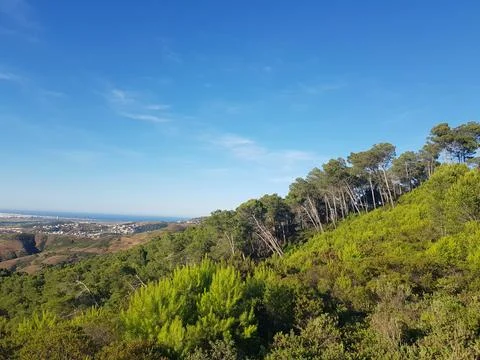 Sunlight Dancing Through the Forest Stock Photos
