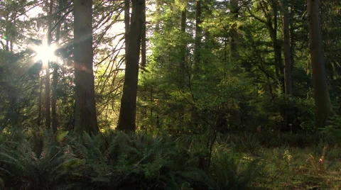 Sunlight Dancing Through Forest Trees Stock Footage 56089417