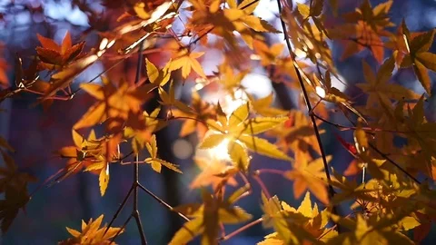 Sunlight Dancing Through Golden Autumn Leaves Stock Footage 77796434