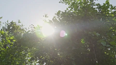 Sunlight dancing through lush green leaves in a tranquil forest setting Video stock 309531509